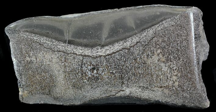 Jurassic Marine Reptile Bone In Cross-Section - Whitby, England #49159